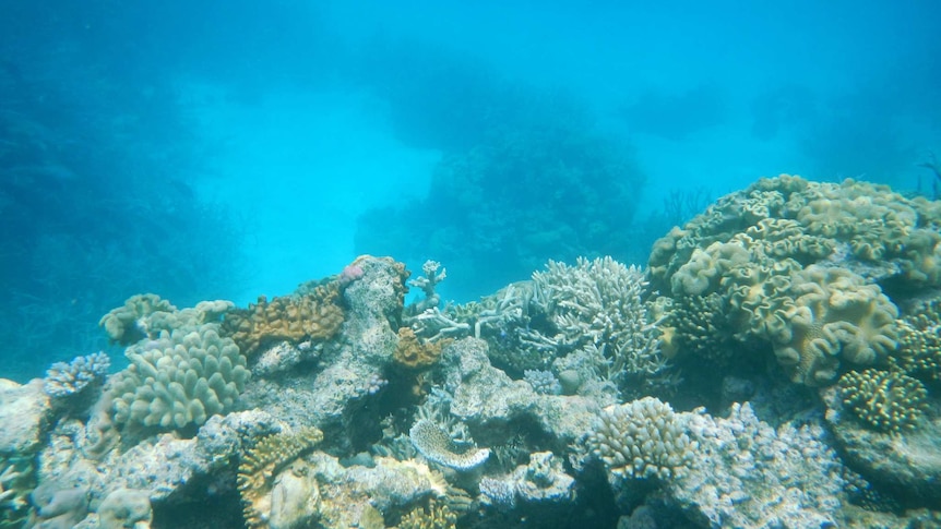 Agincourt Reef in the Great Barrier Reef