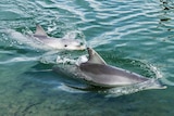 Two dolphins swim in shallow water