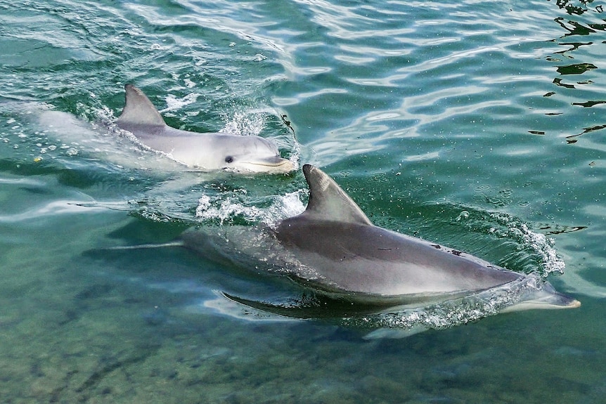 Two dolphins swim in shallow water