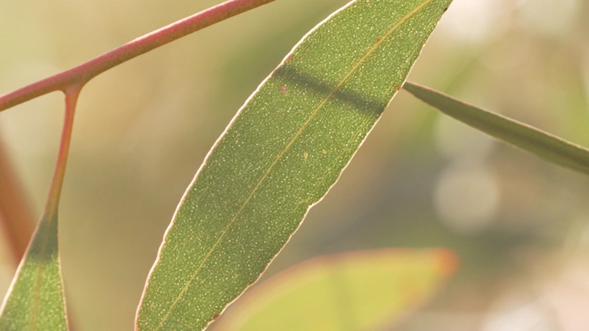 VIDEO: The Good Oil: Keeping eucalyptus oil Australian - ABC News & Headlines – Australian Broadcasting Corporation