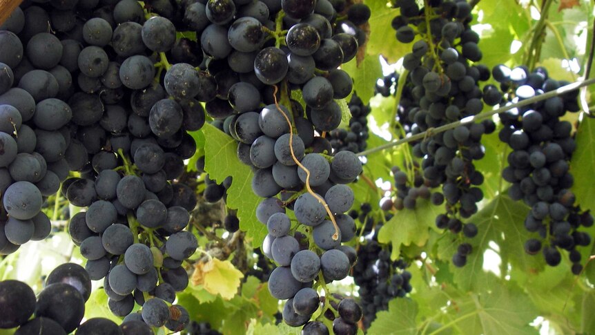Shiraz grapes grown in the Riverina
