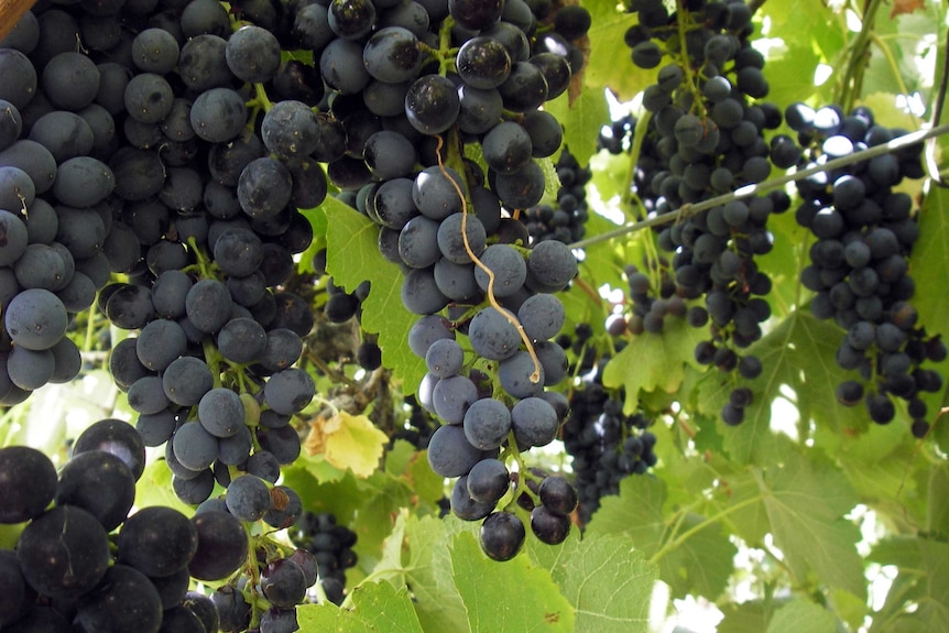 Shiraz grapes grown in the Riverina