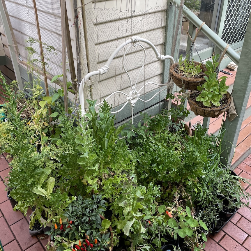 Pots of herbs and vegetables grouped together in a backyard, protecting each other in summer and winter.