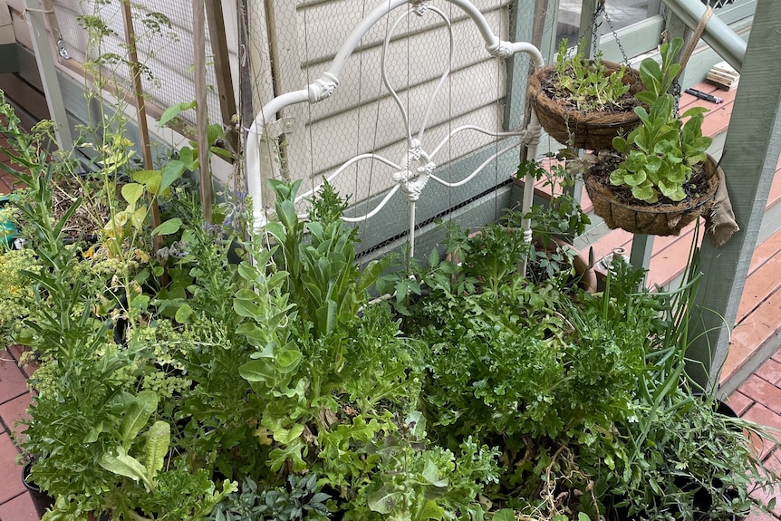 Pots of herbs and vegetables grouped together in a backyard, protecting each other in summer and winter.