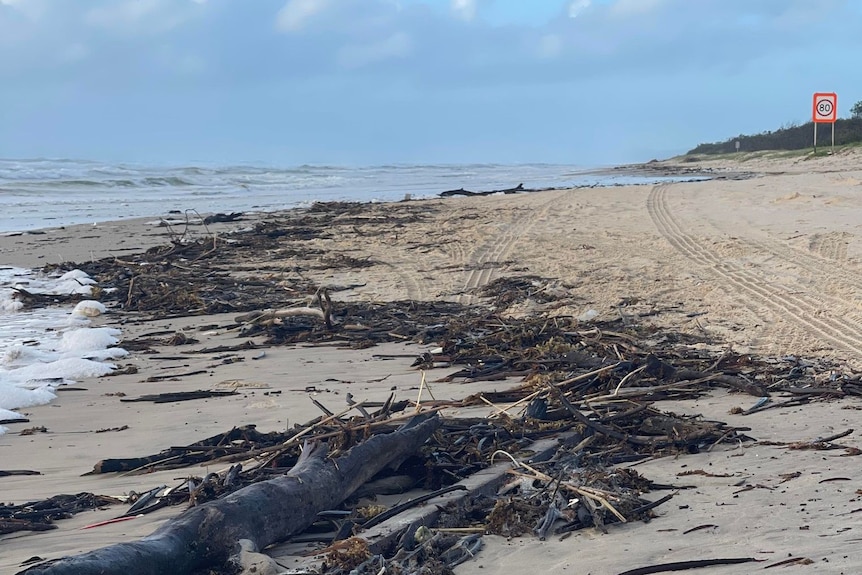 logs and seaweeds washed up on the beach 