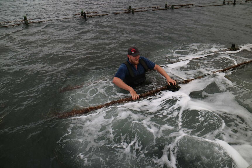 An oyster grower is in the water next to a rack of oysters