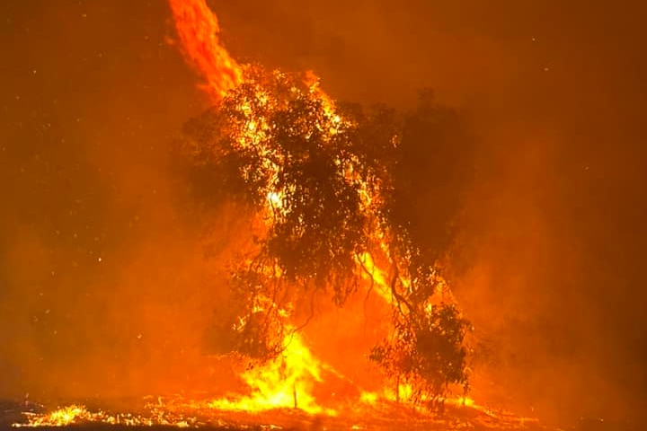 Orange fire at night on a tree. 