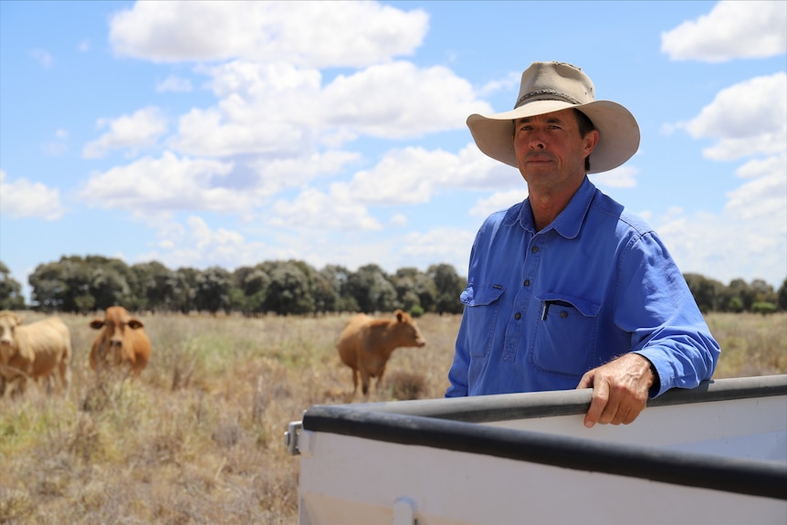 A man stands at the back of his ute, overlooking cattle and pasture.