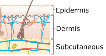 skin layers