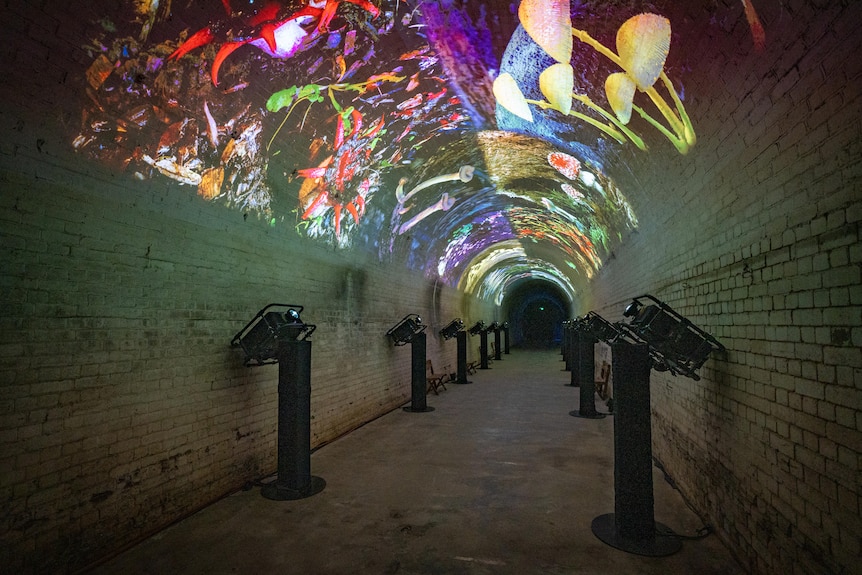 Photos of mushroom projected onto the ceiling of a tunnel
