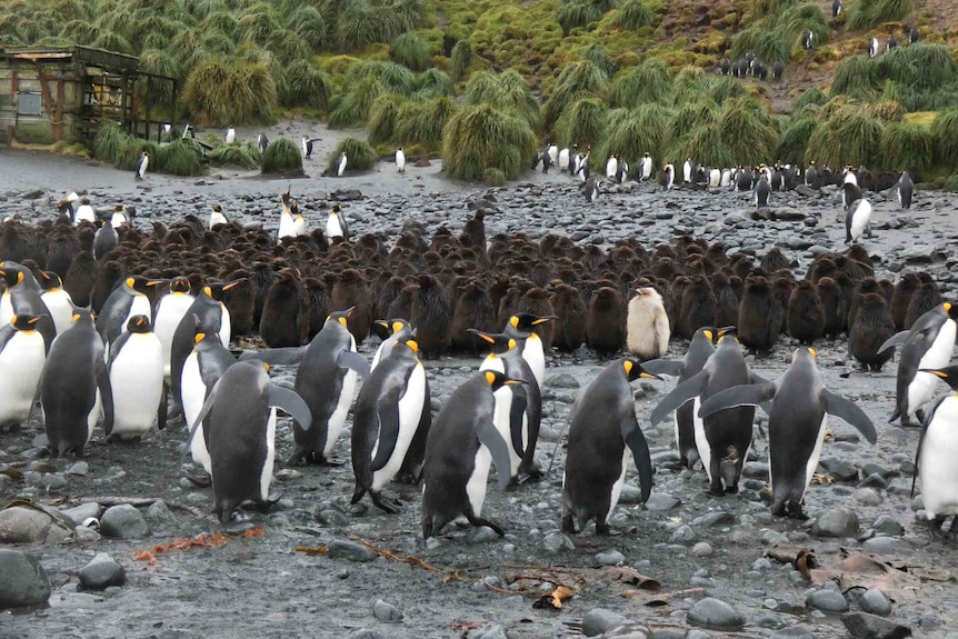 A pale king penguin in a colony on Macquarie Island