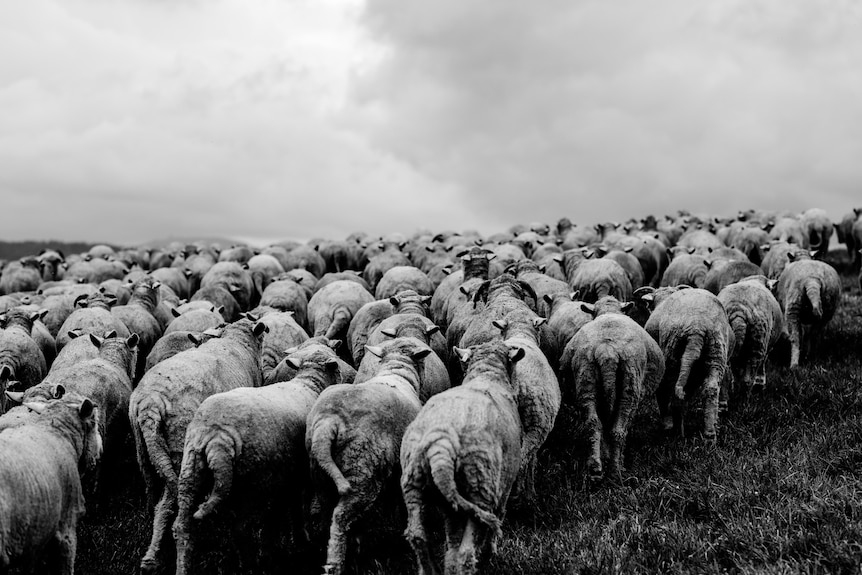 Photo of a flock of sheep.