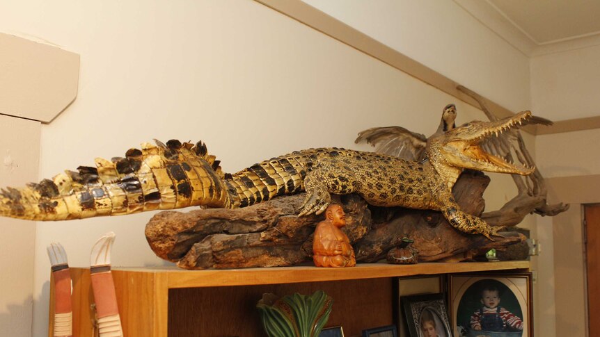 A crocodile preserved through taxidermy by Mr Harris