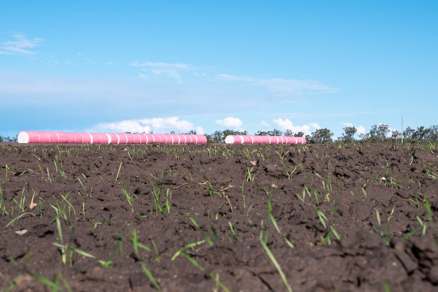 A low angle of small green shoots of wheat with bails of cotton in the background near Dalby, June 2021.