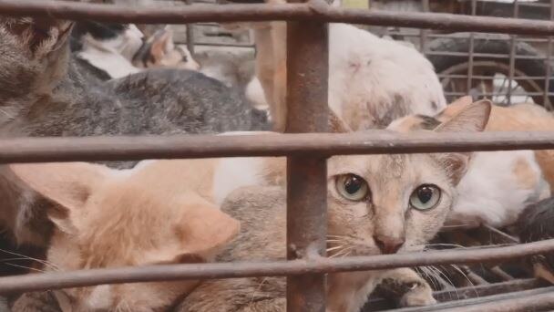 Cats peer from behind bars in a cage at an Indonesian market