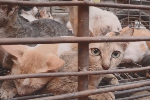 Cats peer from behind bars in a cage at an Indonesian market