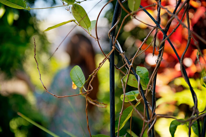 Vines off a tree in foreground with small green leaves attached in front of woman blurred in background