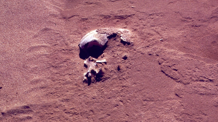 Skull of Mungo Man