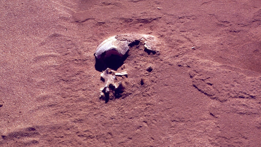 The original excavation of Mungo Man, found near Lake Mungo in southwestern New South Wales, Australia.