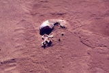 Skull of Mungo Man