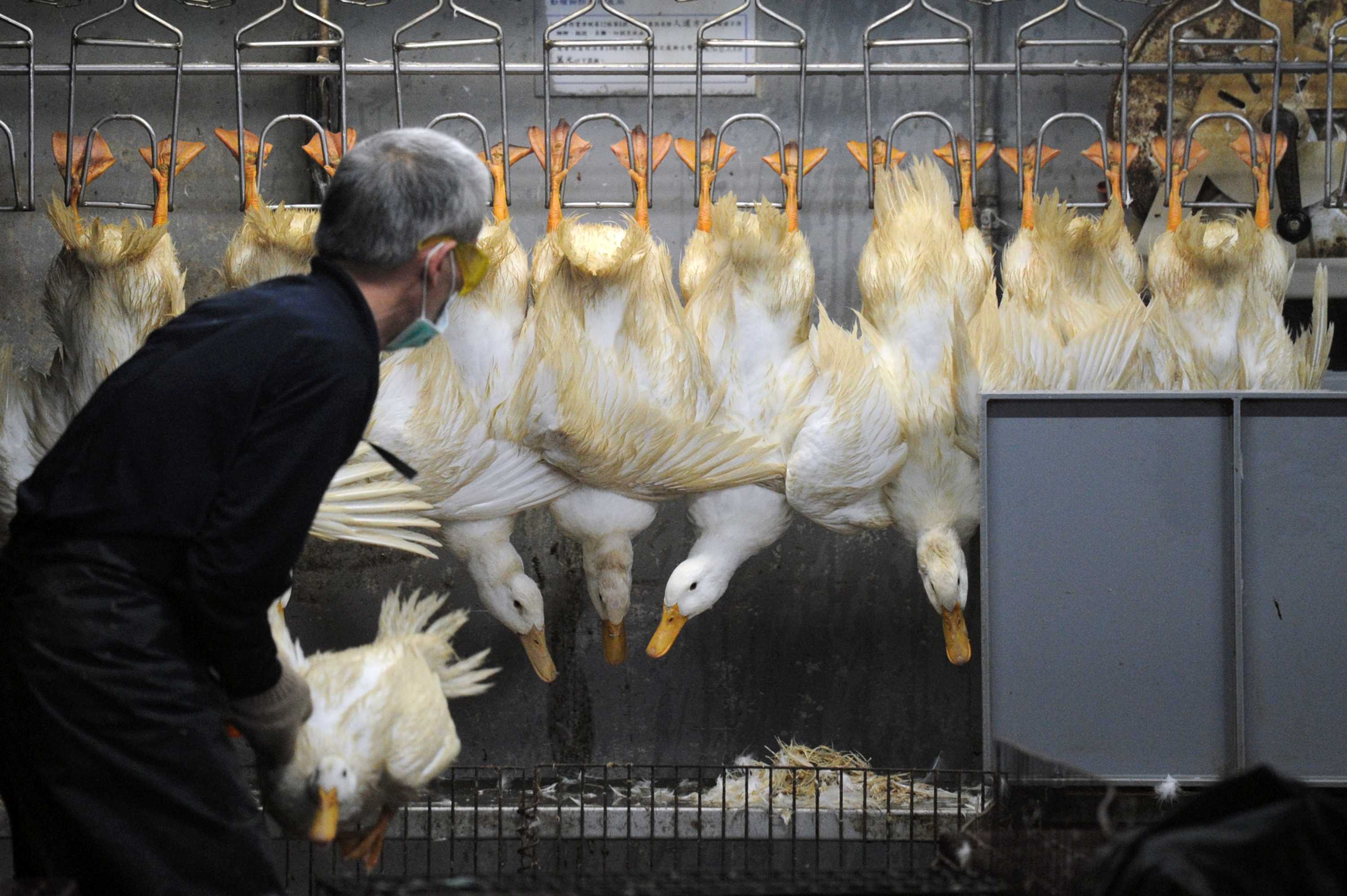 Bird flu outbreak could set US record with 'probable' cases in Iowa ...