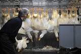 Bird flu case in Taiwan