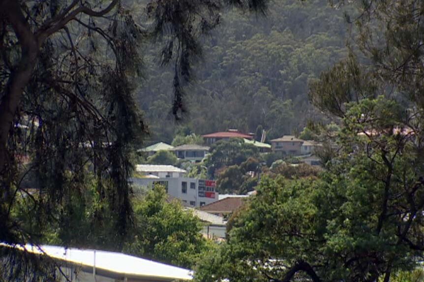 Trees in a Hobart suburb