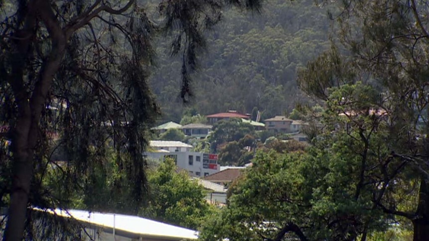 Trees in a Hobart suburb