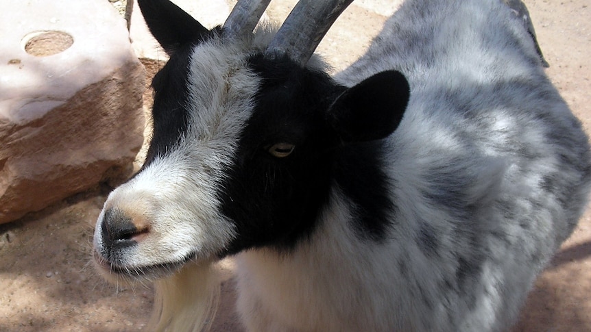 A pygmy goat, with black and white markings and horns.