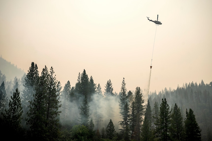 Ein Hubschrauber wirft Wasser auf ein Gebiet mit hohen Bäumen. 