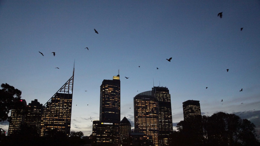Flying foxes over Sydney