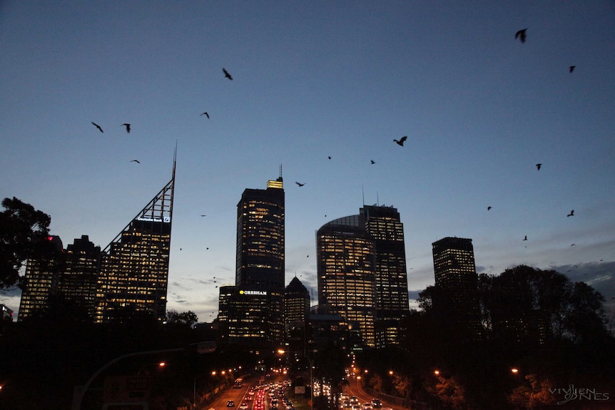 Flying foxes over Sydney