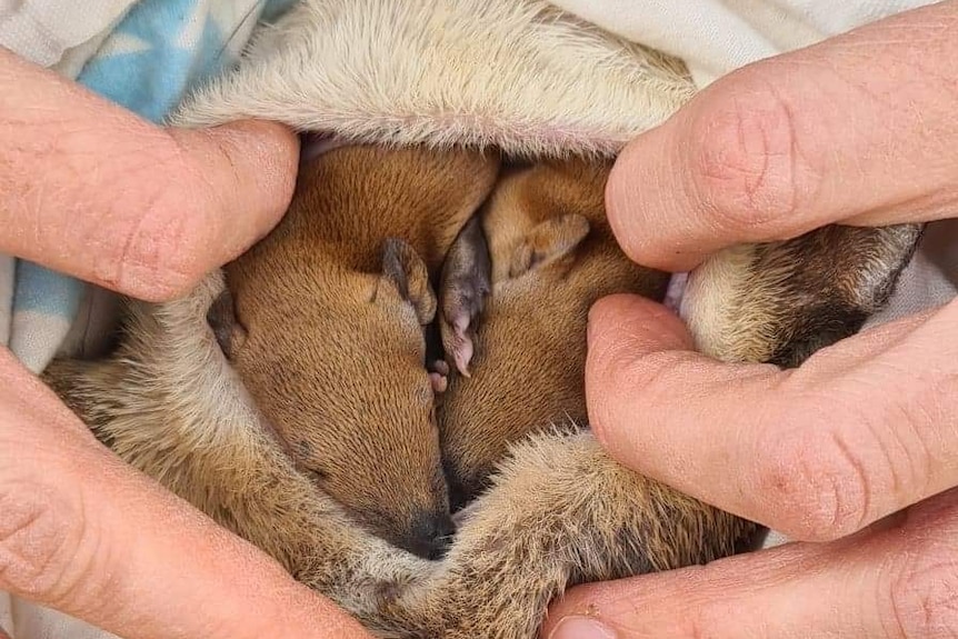 A close-up of golden bandicoots in a pouch