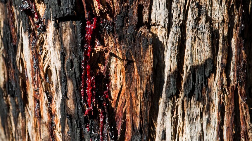 Red sap oozes from a gum tree