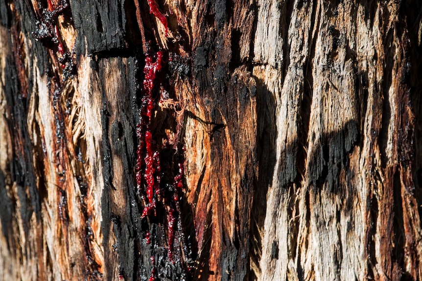 Red sap oozes from a gum tree