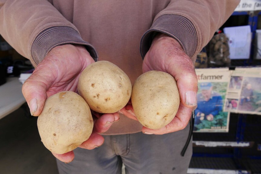 A man holds three potatoes.
