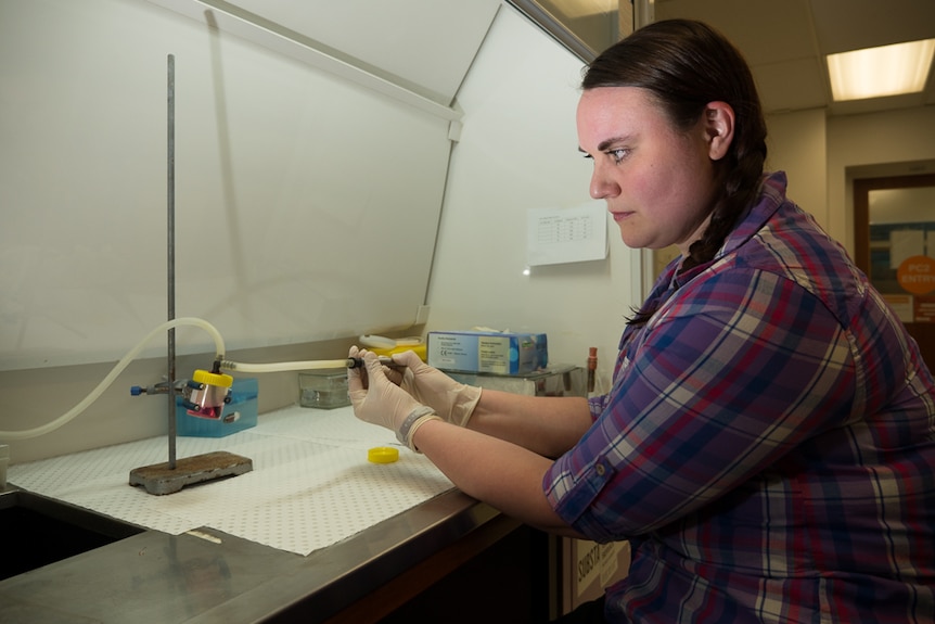 Dr Miranda Ween extracts vapours from an e-cigarette.