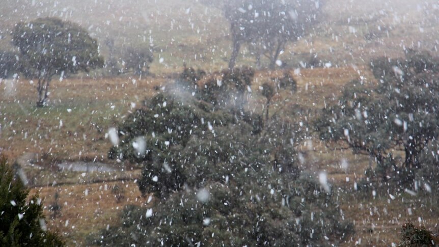 Let it snow: Snow flakes falling south of Queanbeyan.