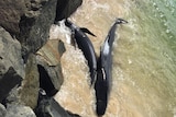 Three long-finned pilot whales