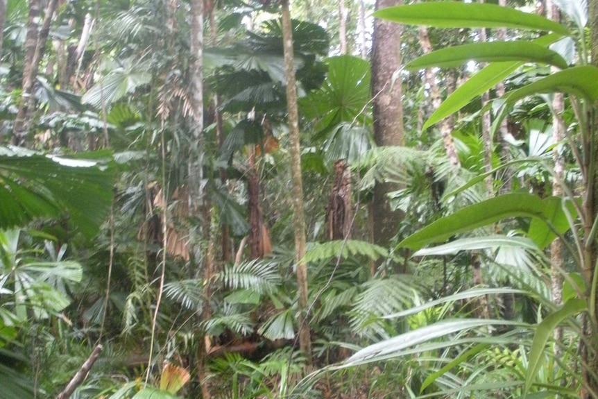 Rainforest at Cape Tribulation, Daintree National Park, Queensland