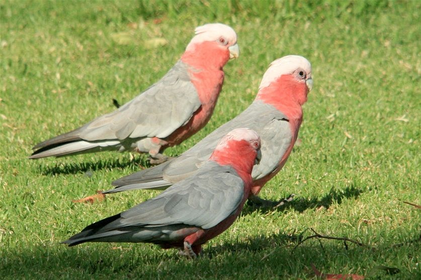Two galahs on grass