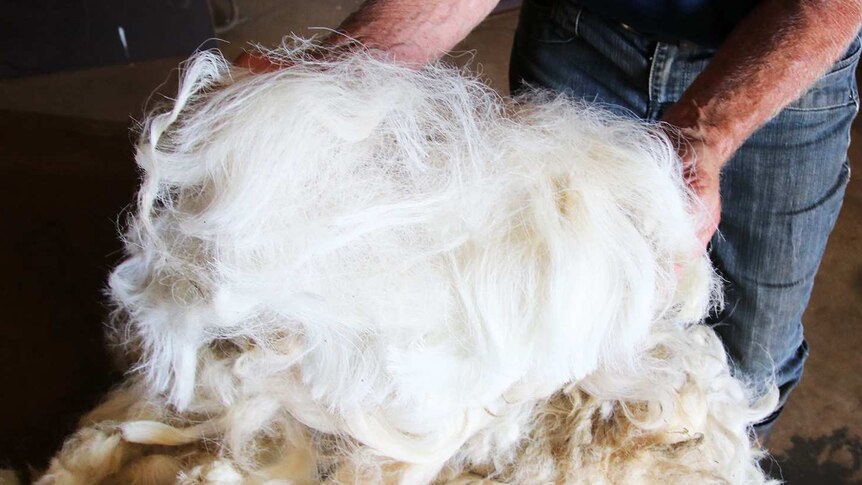 Man holding fleece of Elliottdale wool.