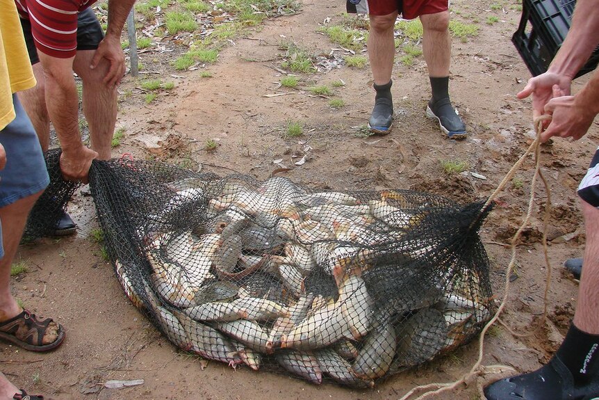 Carp in a net on the shore.