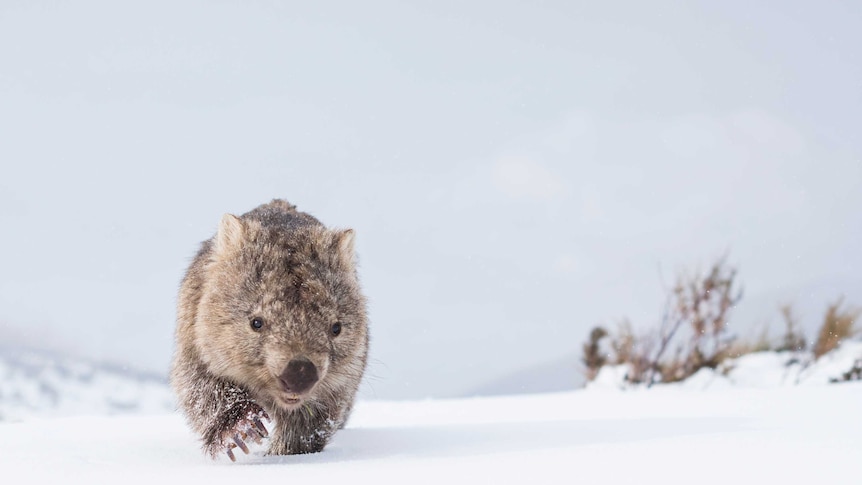 A common wombat negotiates the deep snow in search of food after days of heavy snowstorms in Kosciuszko National Park.