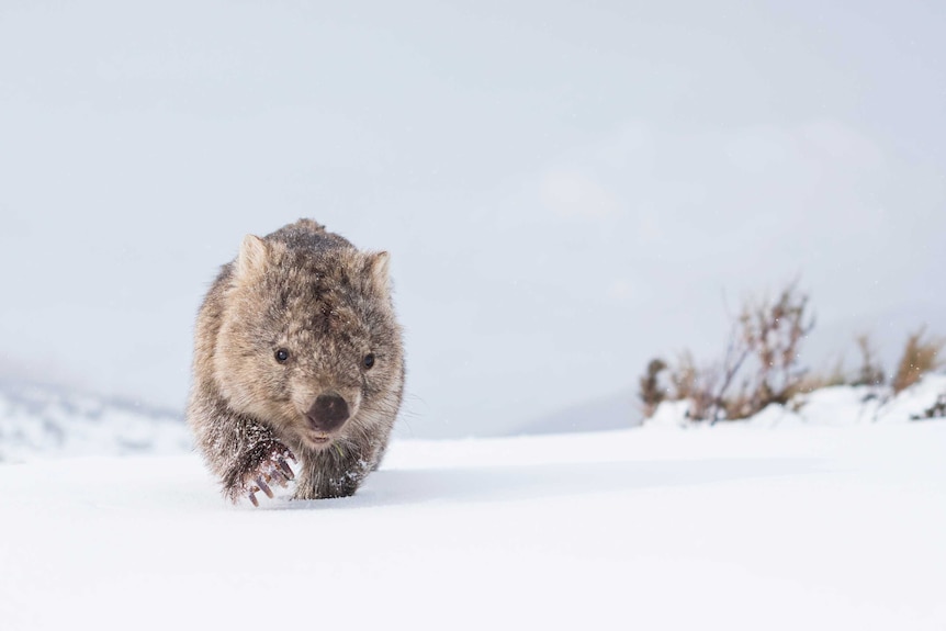 A common wombat negotiates the deep snow in search of food after days of heavy snowstorms in Kosciuszko National Park.