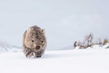 A common wombat negotiates the deep snow in search of food after days of heavy snowstorms in Kosciuszko National Park.
