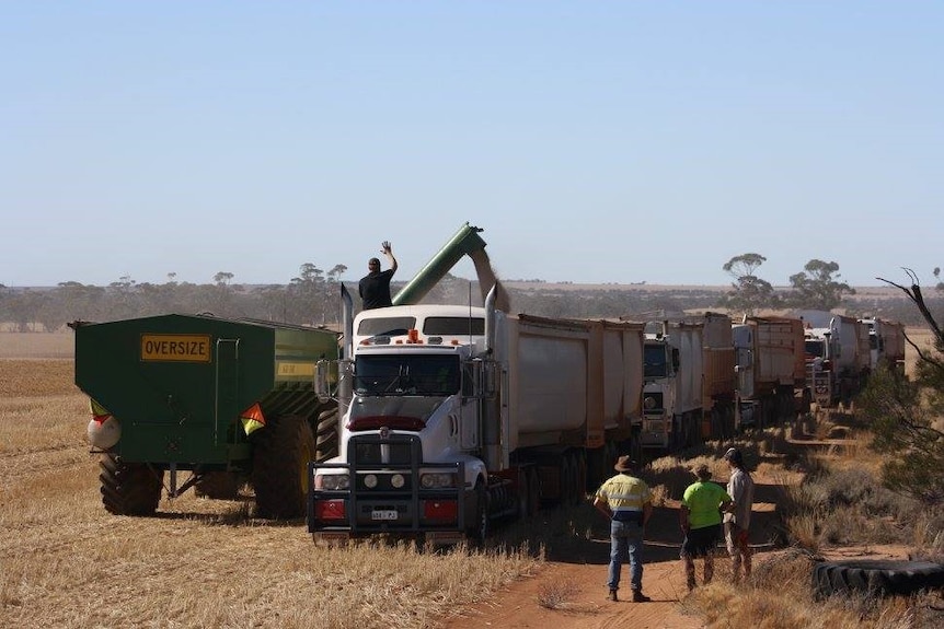 Road trains and harvest bins in a paddock