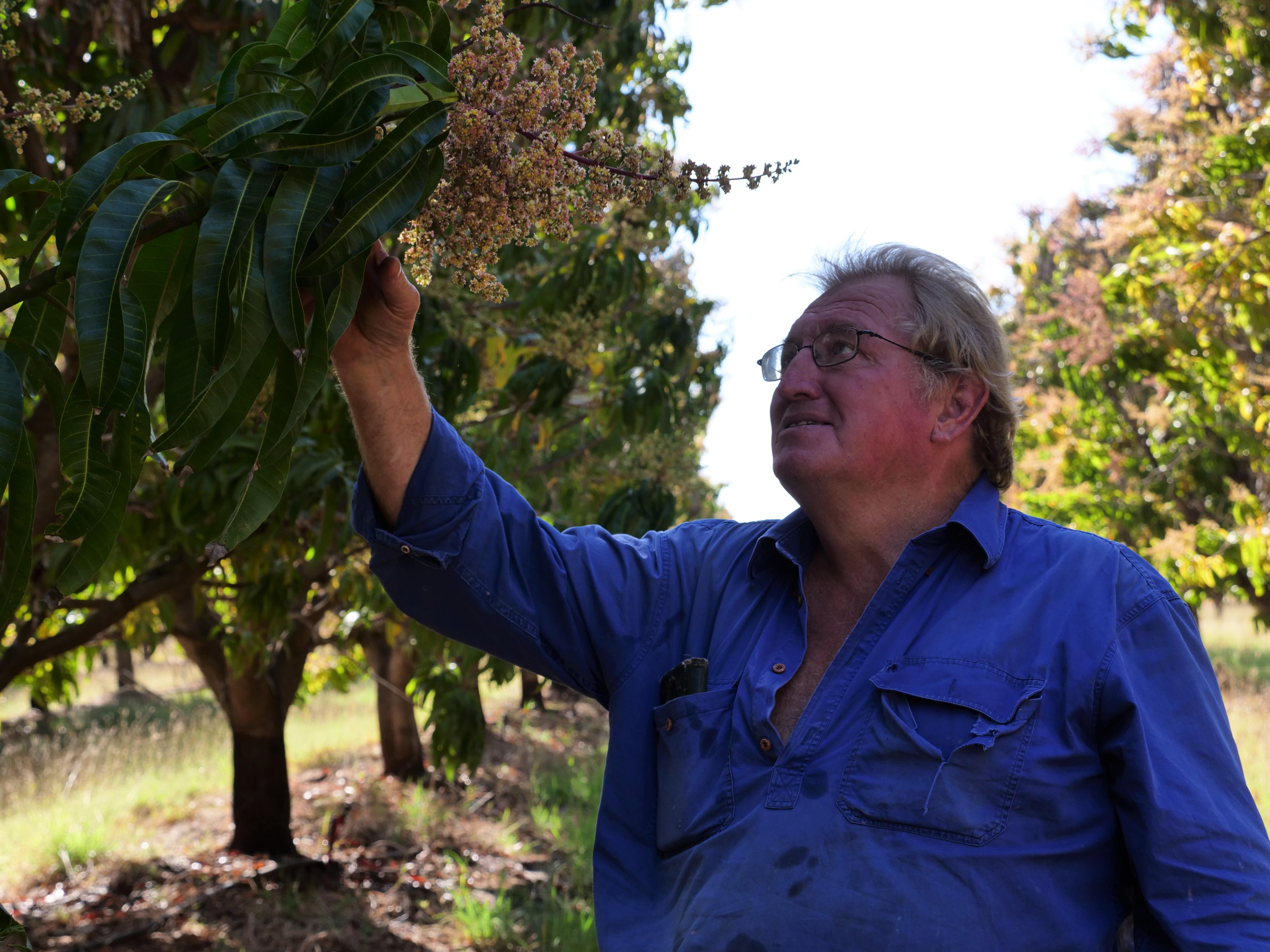 Man in blue shirt inspecting green leaves and yellow flowers of mango trees.