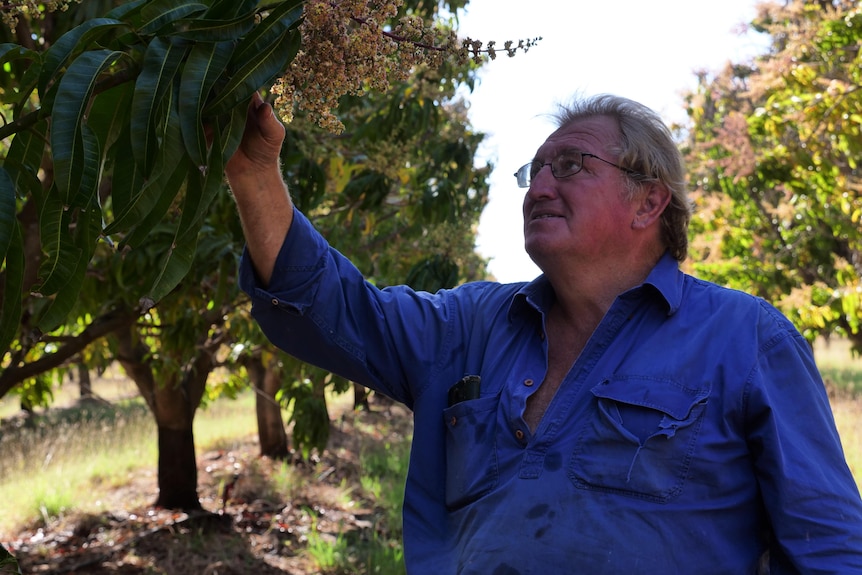 Man in blue shirt inspecting green leaves and yellow flowers of mango trees.