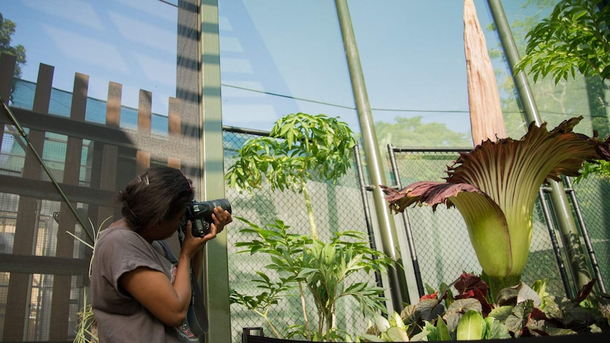 Doris Sisiolo looks through her camera as she searches for the perfect angle for a picture of the corpse flower.